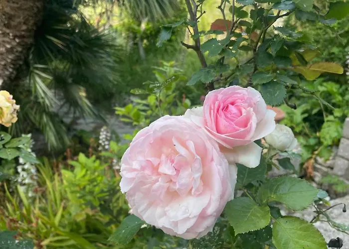 Διαμέρισμα Cesina